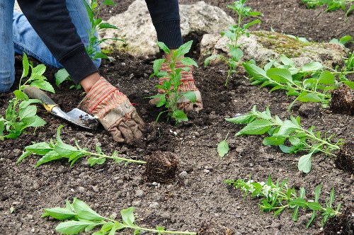 Sustainable gardening practices in action with compost and rainwater harvesting